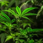 Florence Weed Delivery Reliable Affordable and Discreet img-2426.jpg