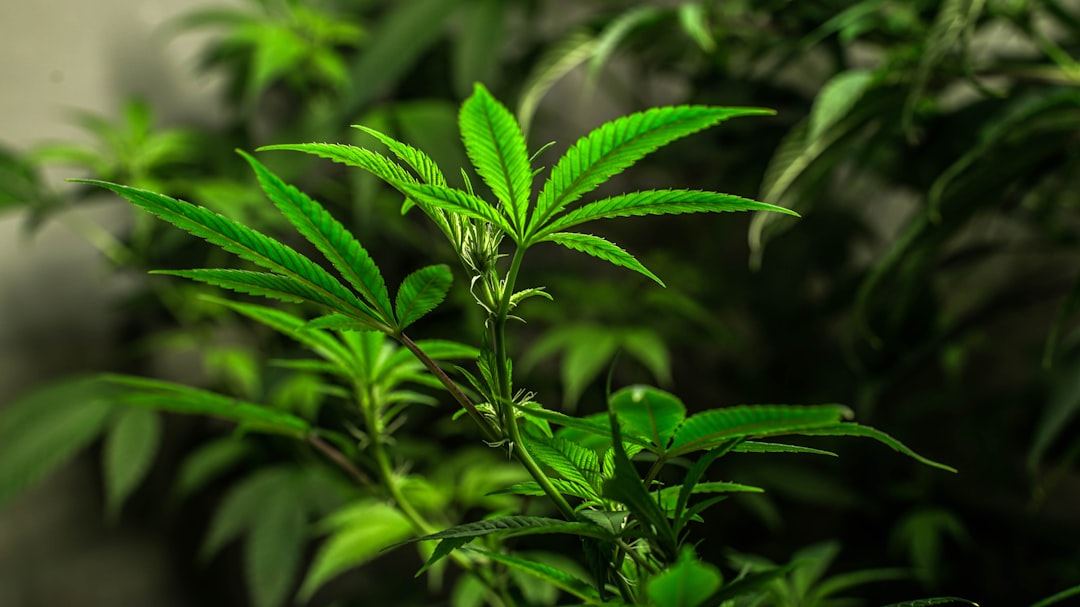 Florence Weed Delivery Reliable Affordable and Discreet