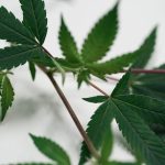 Cannabis Delivery Poland: Buy Weed CBD Medical Cannabis Online img-2430.jpg