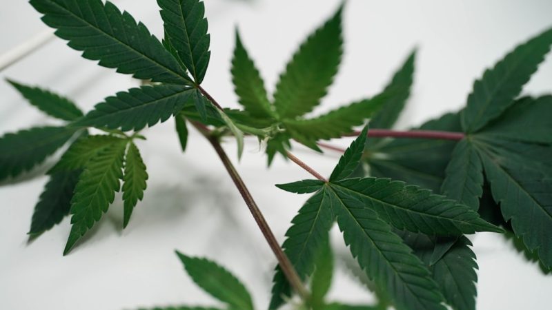 Cannabis Delivery Poland: Buy Weed CBD Medical Cannabis Online