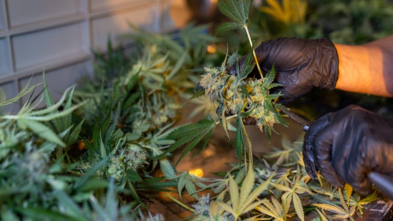 Cannabis Delivery in Serbia: Legal Guide and Online Shopping