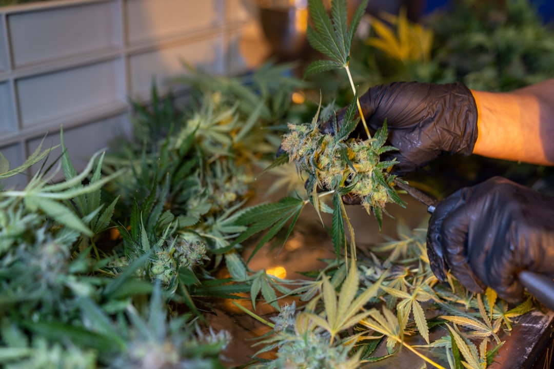 Cannabis Delivery in Serbia: Legal Guide and Online Shopping