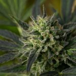 Online Cannabis Delivery in Slovakia: Legal, Safe, and Convenient img-2454.jpg