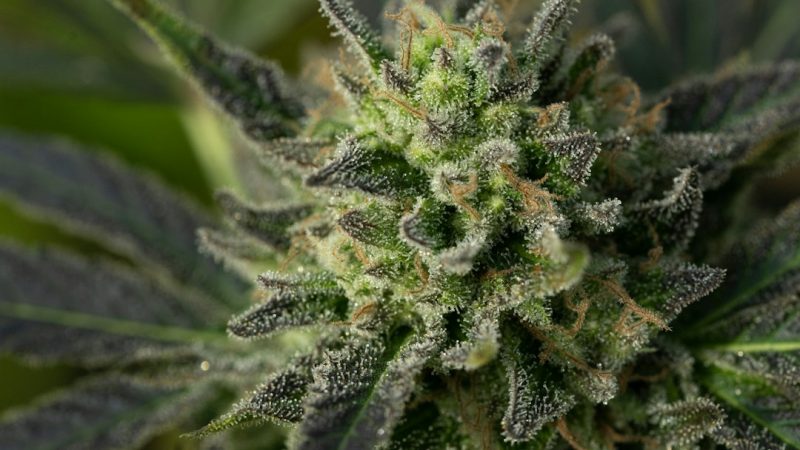 Online Cannabis Delivery in Slovakia: Legal, Safe, and Convenient