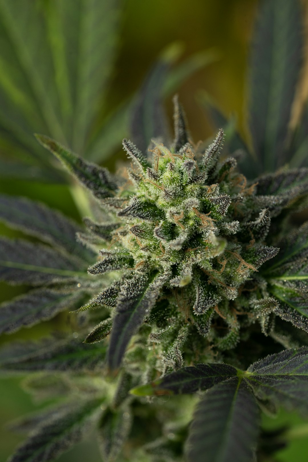 Online Cannabis Delivery in Slovakia: Legal, Safe, and Convenient