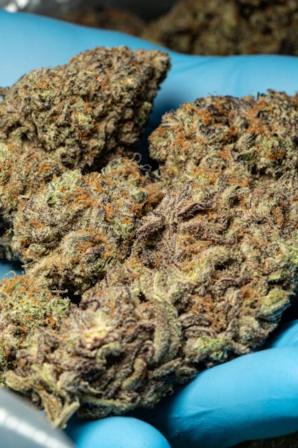 Brno Cannabis Shop Your Premier Destination for High Quality Marijuana Hemp CBD and THC Products