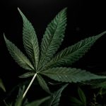 Milan Cannabis Dispensary – Your Ultimate Guide to Italian Weed Shop img-2468.jpg