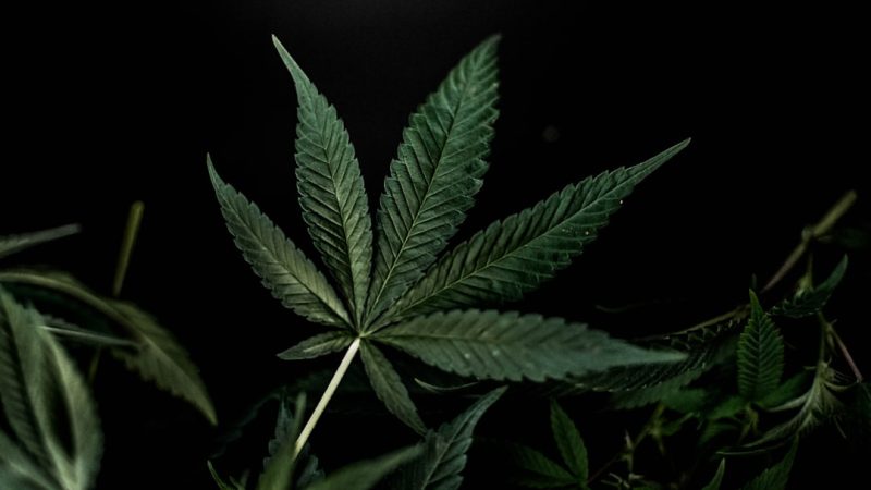 Milan Cannabis Dispensary – Your Ultimate Guide to Italian Weed Shop