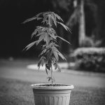 Reliable THC Vape Delivery in Catania img-2480.jpg