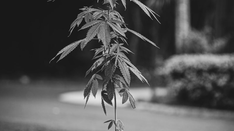 Reliable THC Vape Delivery in Catania