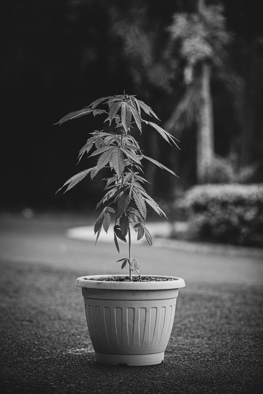 Reliable THC Vape Delivery in Catania