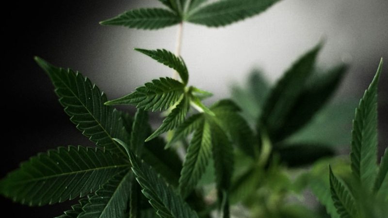 Welcome to the premier cannabis shop in Wuppertal