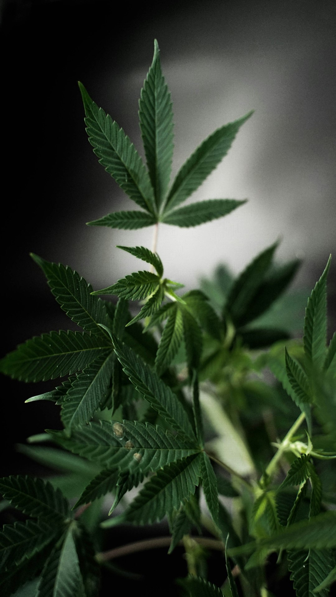 Welcome to the premier cannabis shop in Wuppertal