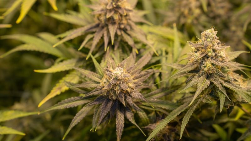 Birmingham Cannabis Shop: High-Quality Weed Delivery and Legal Guide