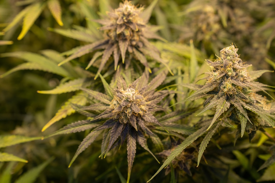 Birmingham Cannabis Shop: High-Quality Weed Delivery and Legal Guide