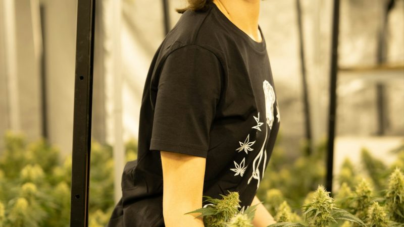 Looking for high‑quality hashish in Kosice?