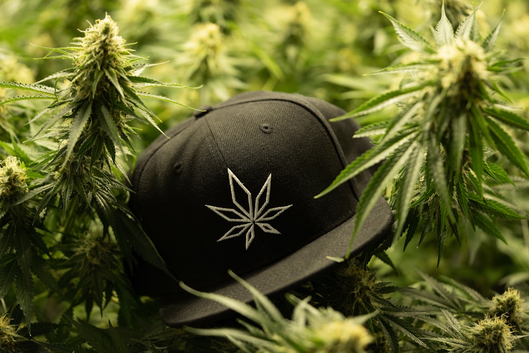 Cannabis Shops in Spain: Your Guide to Buying High-Quality Cannabis Online