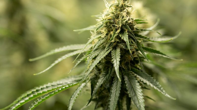 Welcome to the premier cannabis shop in Duisburg
