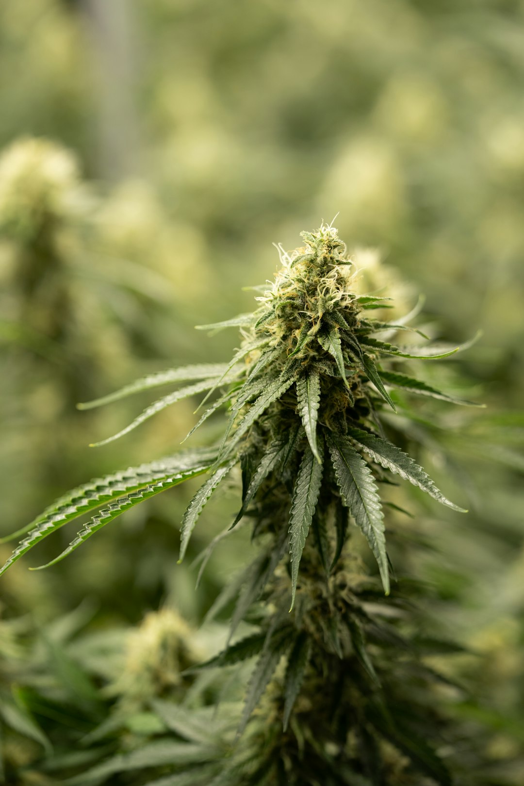 Welcome to the premier cannabis shop in Duisburg