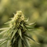 Cannabis Shop Bremen – Your img-2550.jpg