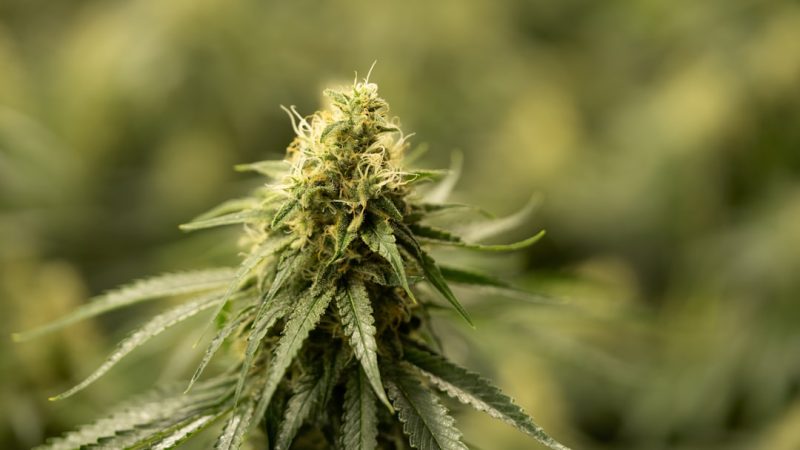 Cannabis Shop Bremen – Your