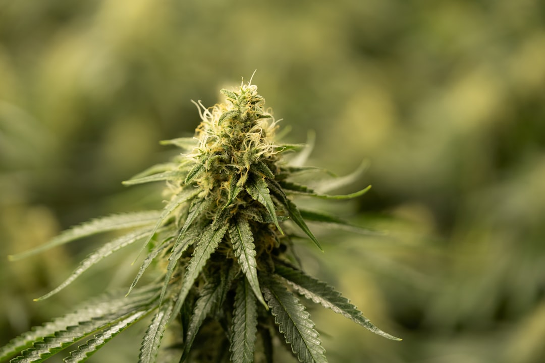 Cannabis Shop Bremen – Your