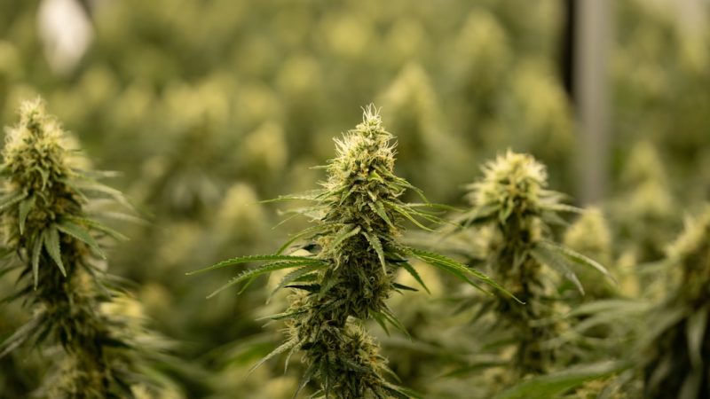 Navigating THC Weed in Ireland: Legal Landscape, Buying Guide, and Market Growth