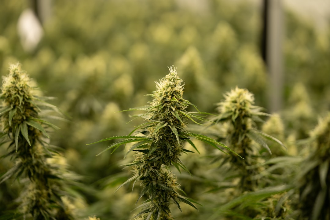 Navigating THC Weed in Ireland: Legal Landscape, Buying Guide, and Market Growth
