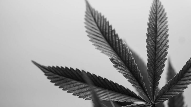 Cannabis Delivery in Rome: Medical, Recreational, and Legal Guide