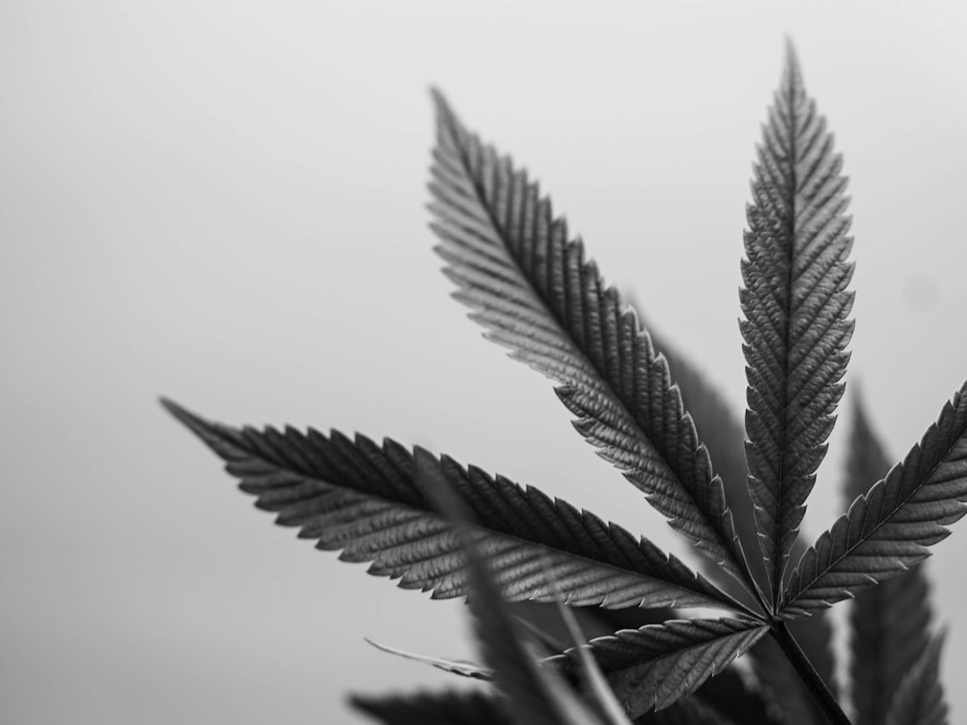 Cannabis Delivery in Rome: Medical, Recreational, and Legal Guide