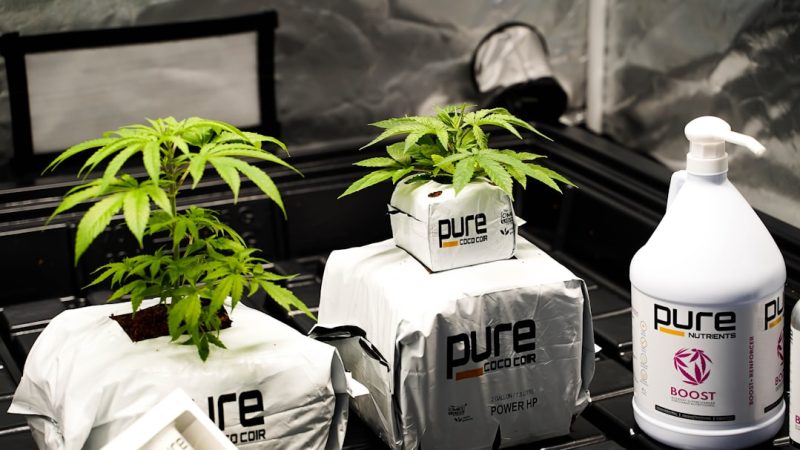 Buy Marijuana Mannheim