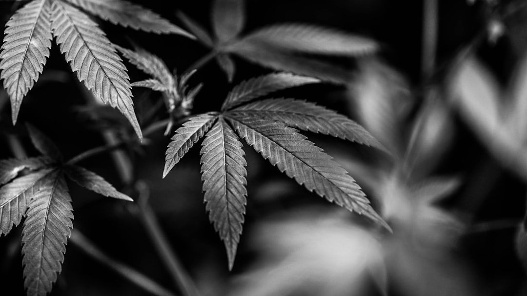 Rome Cannabis Dispensary: Your Ultimate Guide to the Best Italian Cannabis Shop