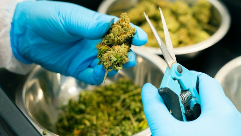 Looking for a reliable cannabis dispensary Rotterdam that offers a wide range of products from recreational weed to medical marijuana? Whether you’re a seasoned enthusiast or a first‑time buyer‚ our Rotterdam cannabis shop provides a safe‚ professional‚ and affordable experience for all your cannabis needs.