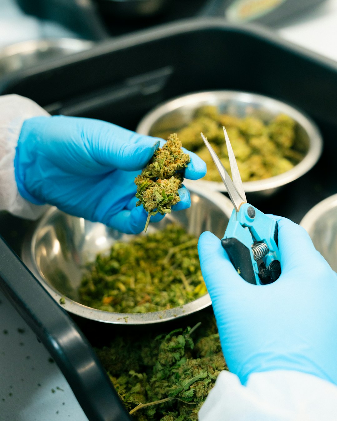 Looking for a reliable cannabis dispensary Rotterdam that offers a wide range of products from recreational weed to medical marijuana? Whether you’re a seasoned enthusiast or a first‑time buyer‚ our Rotterdam cannabis shop provides a safe‚ professional‚ and affordable experience for all your cannabis needs.