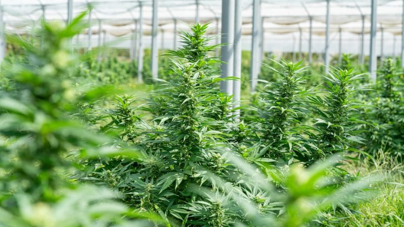 Sheffield’s cannabis scene is growing fast