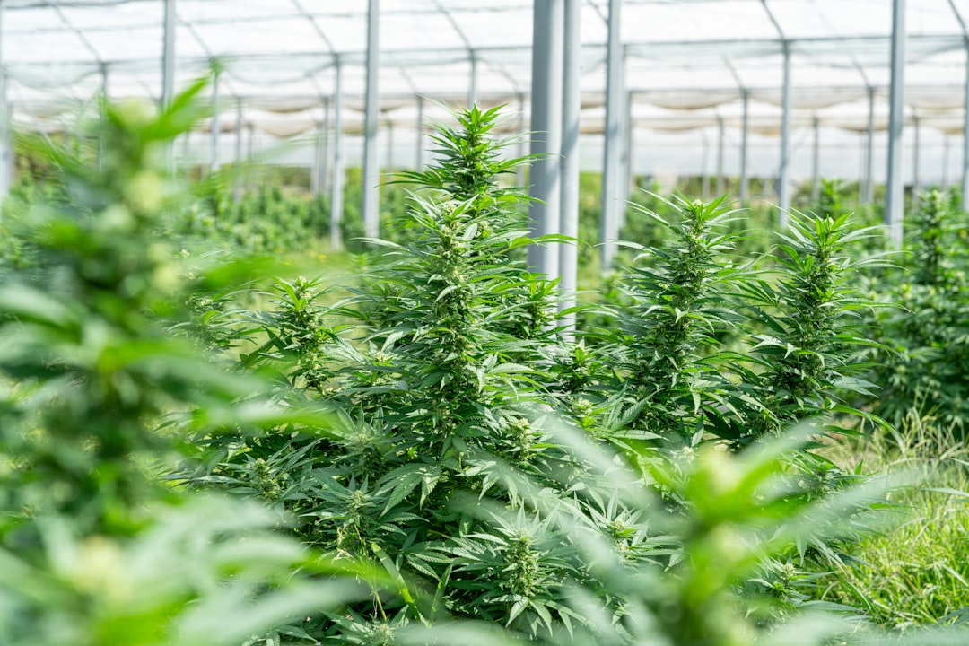 Sheffield’s cannabis scene is growing fast