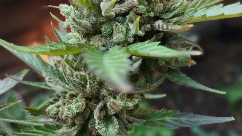 Looking to purchase high‑quality THC‑rich marijuana in Luzern?