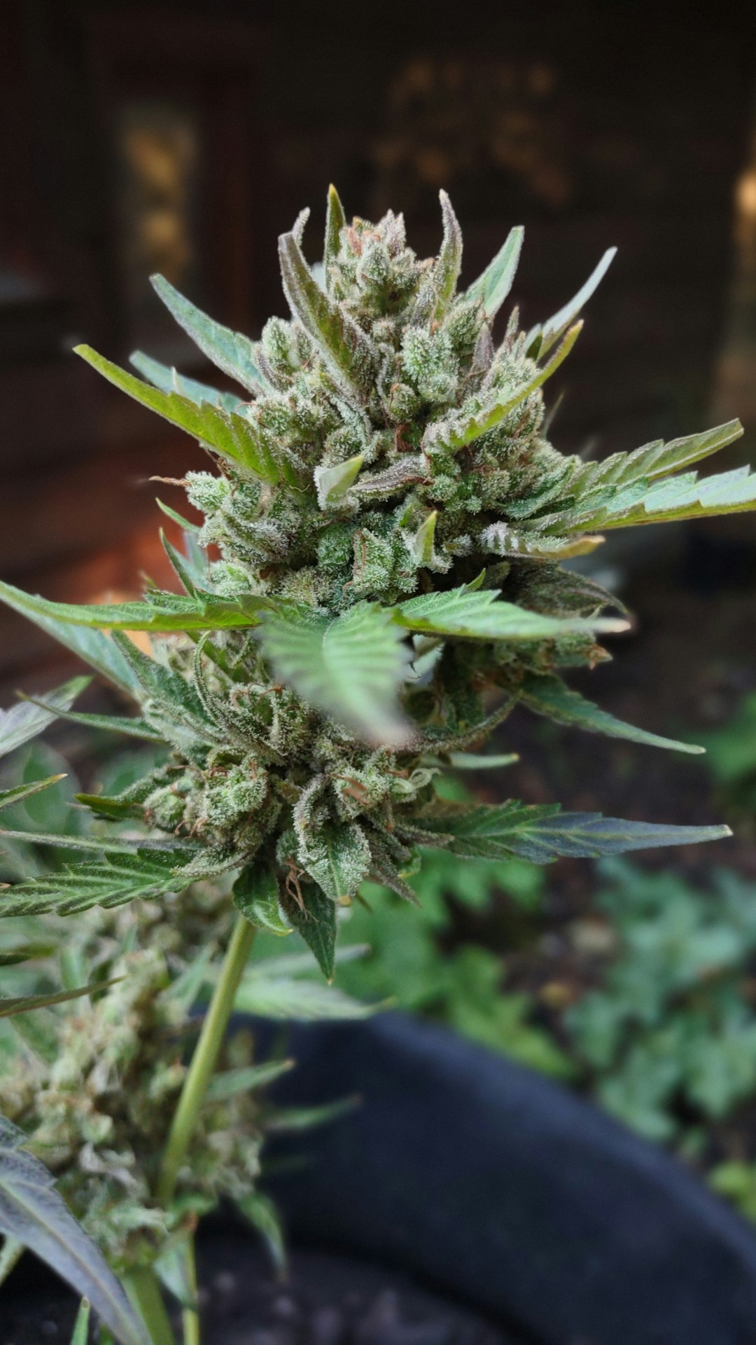 Looking to purchase high‑quality THC‑rich marijuana in Luzern?