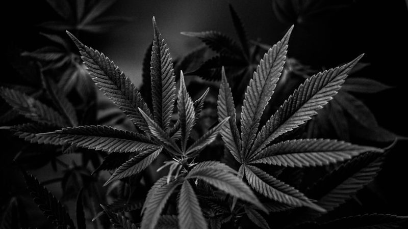 Legal Status of THC Weed in Tenerife