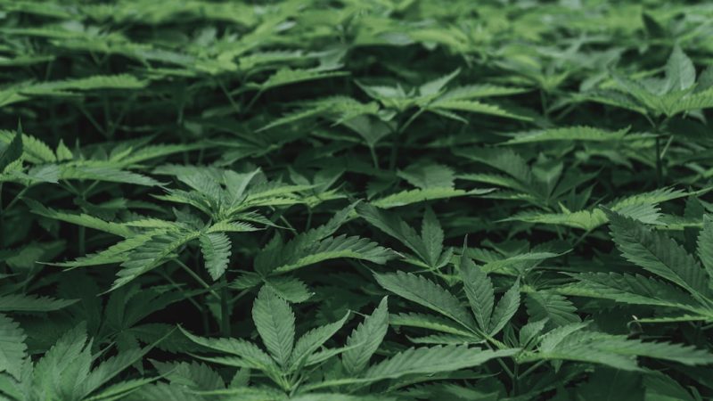Buy Marijuana in Nuremberg