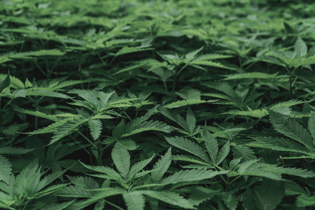Buy Marijuana in Nuremberg