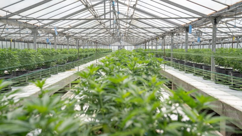 Buying Hashish in Munich: A Comprehensive Guide