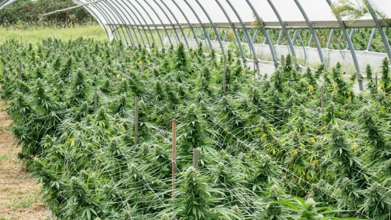 Welcome to the 420 shop that brings the best of Wroclaw cannabis to your doorstep