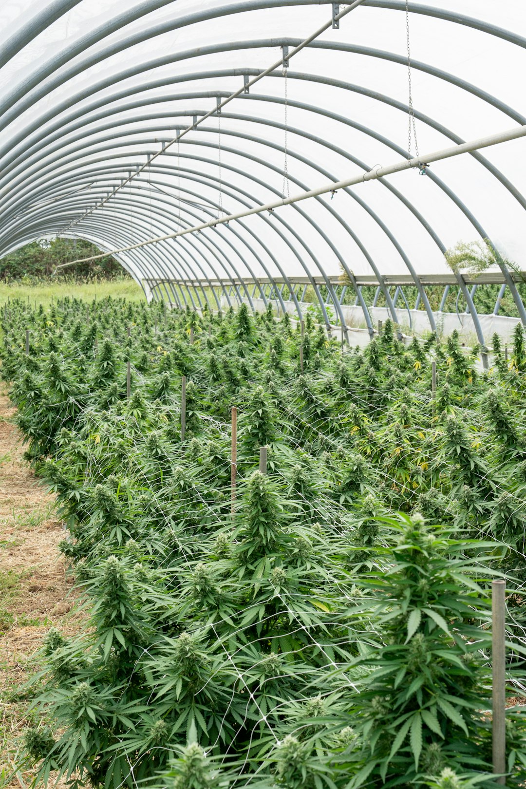 Welcome to the 420 shop that brings the best of Wroclaw cannabis to your doorstep