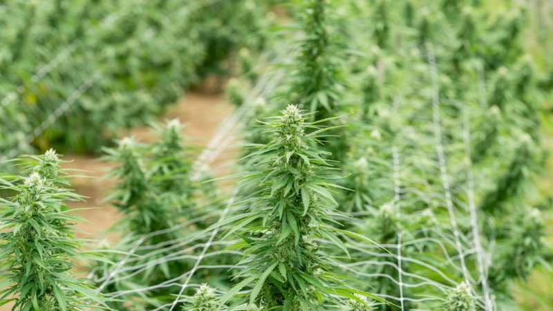 Welcome to the premier Jurmala cannabis shop