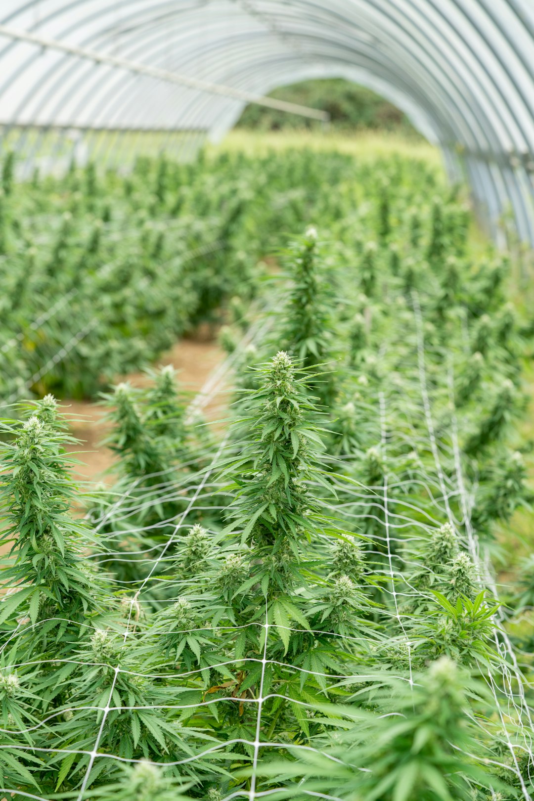 Welcome to the premier Jurmala cannabis shop