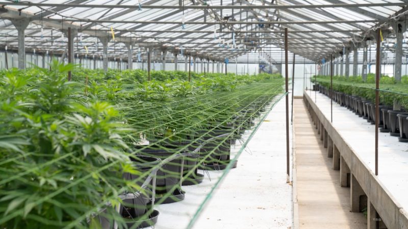 Cannabis Delivery in Hungary: Legal Landscape and Services