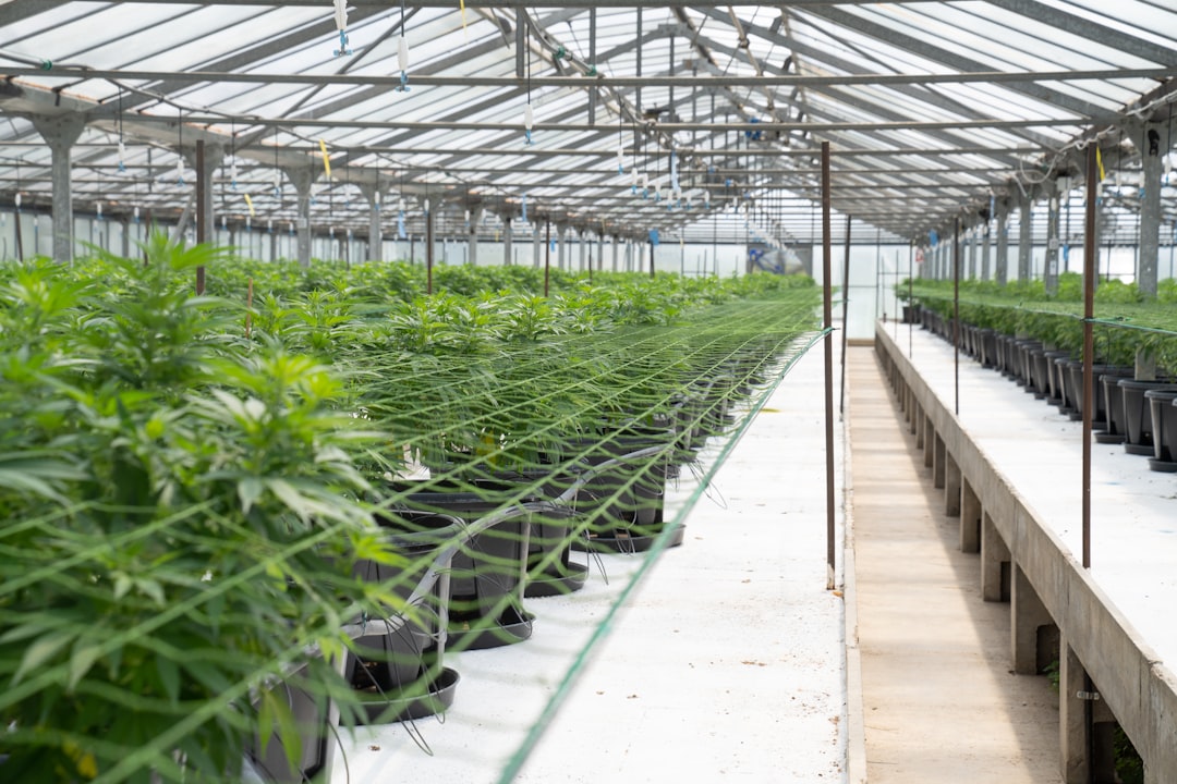 Cannabis Delivery in Hungary: Legal Landscape and Services