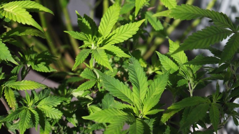 Cannabis Delivery in Sintra