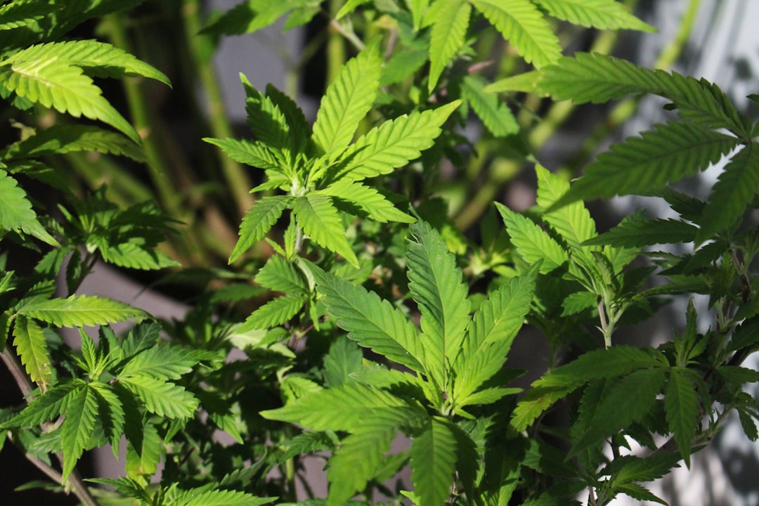 Cannabis Delivery in Sintra